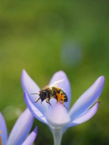 Honeybee Collecting Pollen for the Hive